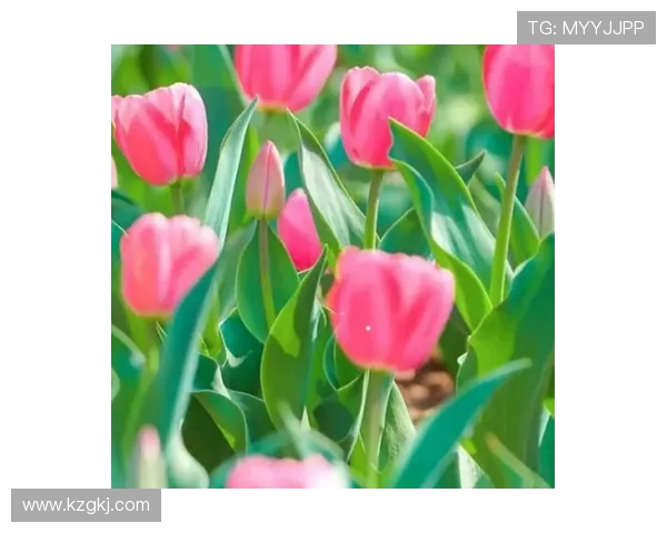 电竞赛事精彩对决实时比分更新 关注战况掌握胜负动态